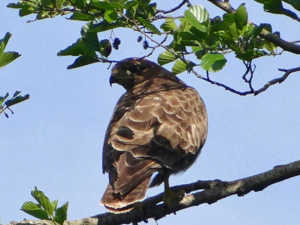 Majestueuze Griffon Zoek Naar Prooi — Stockfoto