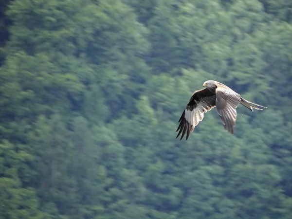 Majestátní Griffon Hledá Kořist — Stock fotografie