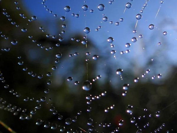 Cobweb Dans Rosée Matin Geismar Hesse — Photo