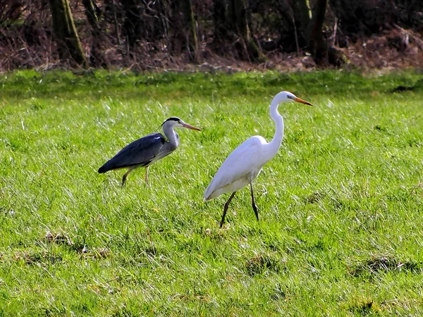 Silberreiher Auf Nahrungssuche — Stockfoto