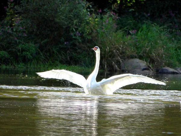 Swan Apresenta Seu Melhor Lado — Fotografia de Stock