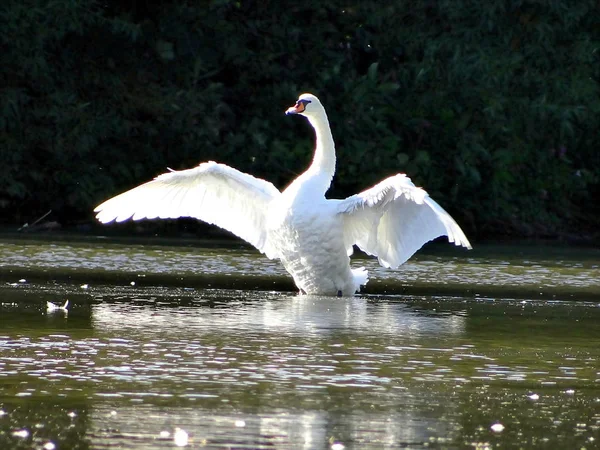 Swan Представляет Себя Лучшей Стороны — стоковое фото