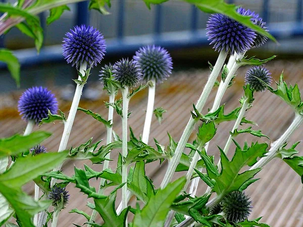 Stacheldistel Auf Der Wiese Kellerwald Edersee — Stockfoto