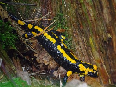 Yangın semender ormandaki Edersee