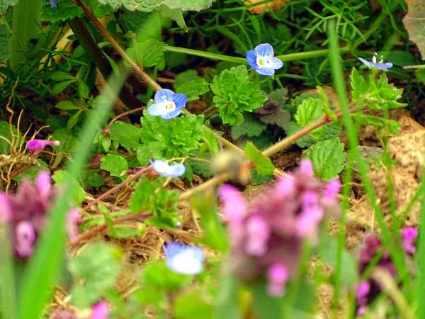 Flor Azul Com Inseto Prado Kellerwald Edersee — Fotografia de Stock