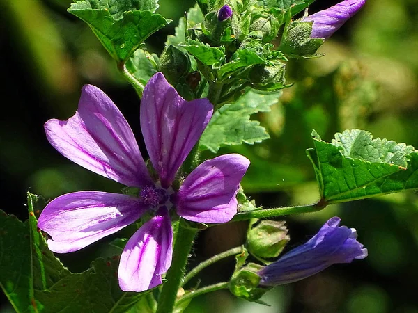 Belle Fleur Violette Dans Une Prairie Edersee Hesse — Photo