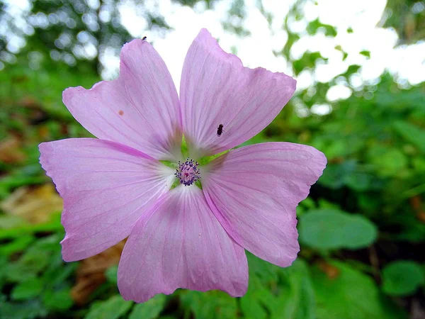 Belle Fleur Violette Dans Une Prairie Edersee Hesse — Photo