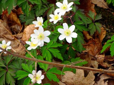 güzel beyaz çiçek çayırda, Kellerwald, Edersee