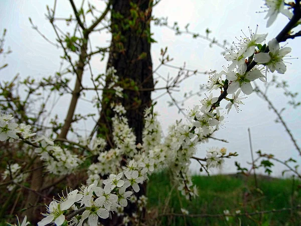 Beautiful White Flower Meadow Kellerwald Edersee — Stock Photo, Image