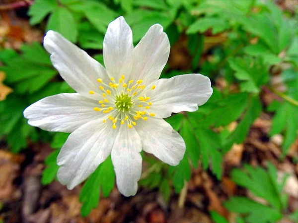 Belle Fleur Blanche Dans Prairie Kellerwald Edersee — Photo
