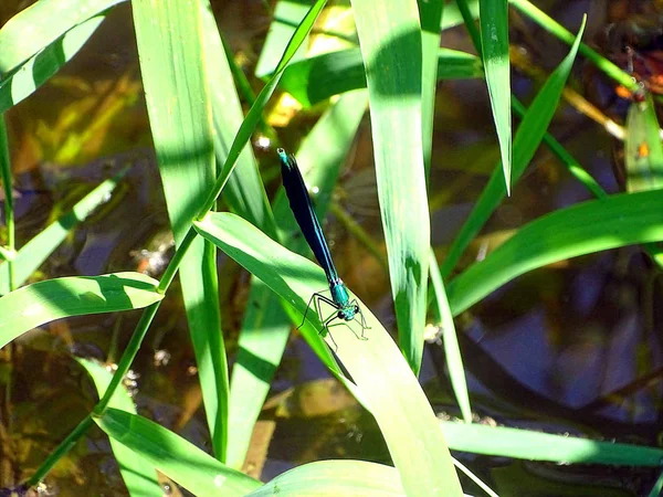 Красивая Стрекоза Отдыхает Озере Келлервальд Эдерзе — стоковое фото