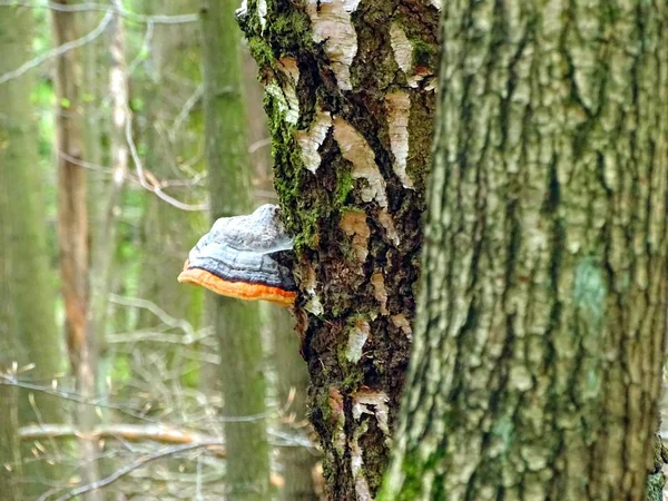 Paddenstoelen Sprout Uit Herfst Boom Geismar Edersee Hessen — Stockfoto