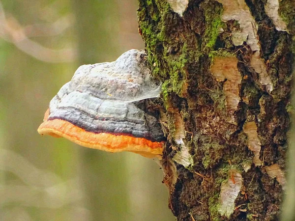 Cogumelos Brotam Árvore Outono Geismar Edersee Hesse — Fotografia de Stock