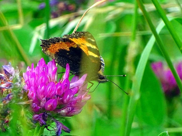 Πεταλούδα Στηρίζεται Και Αναδεικνύει Καλύτερο Πλευρά Geismar Edersee Έσση — Φωτογραφία Αρχείου