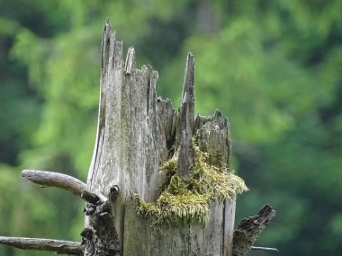Geismar, Kellerwald, Edersee, Hesse tepelerde kök