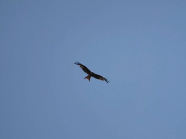 Geismar, Hesse'deki görkemli uçuşta yırtıcı kuş