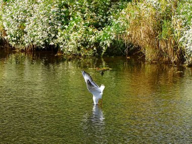 Martı Fritzlar'da weir üzerinde, Hesse avı