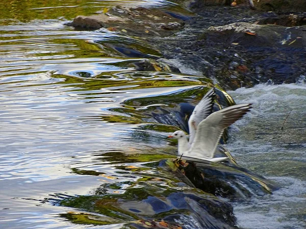 Gaivota Sobre Herdeiro Fritzlar Hesse Caça — Fotografia de Stock