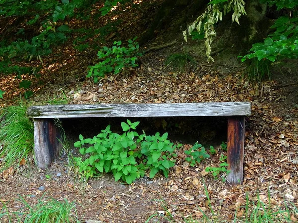 Secluded Bench Woods Geismar Edersee Kellerwald Hesse — Stock Photo, Image