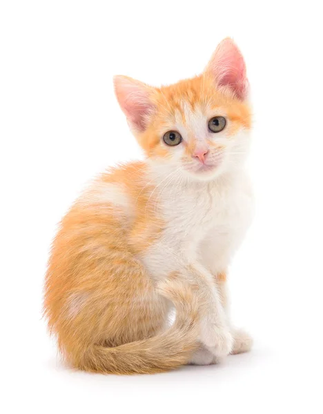 Kleine Rode Kitten Een Witte Achtergrond — Stockfoto