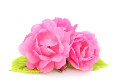 Beyaz arka planda izole edilmiş pembe gül çiçekleri..