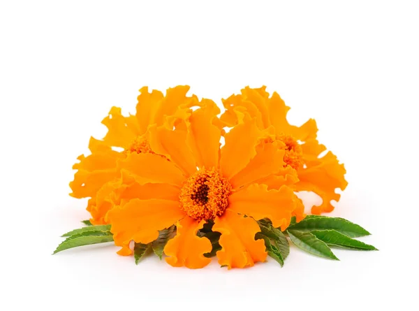 Beautifu Marigold Flower Isolated White Background — Stock Photo, Image