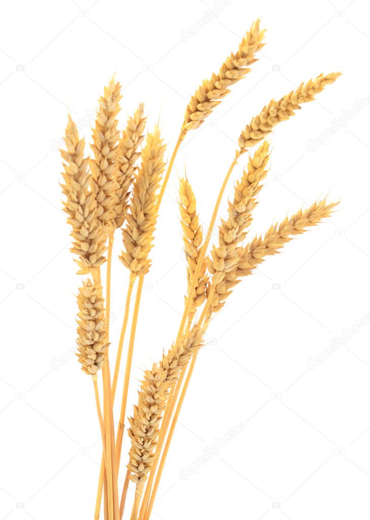 Ripe ears of wheat isolated on white background.