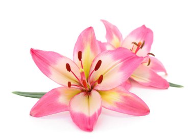 Çok pembe lily beyaz arka plan üzerinde izole