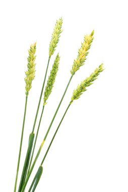 Beyaz arkaplanda izole edilmiş yeşil buğday başakları.