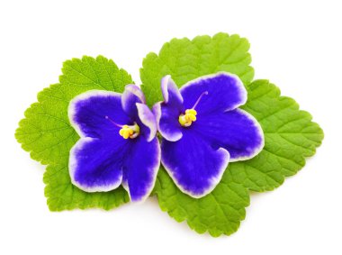 Saintpaulia (Afrika menekşeleri) beyaz arkaplanda izole.