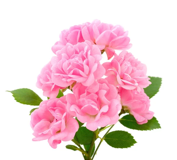 Dal üzerinde pembe güller ve beyaz arkaplanda izole edilmiş yaprak.