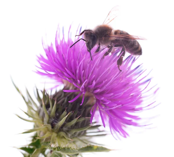 Μελισσών Και Μοβ Λουλούδι Κεφάλι Απομονωθεί Λευκό Φόντο — Φωτογραφία Αρχείου