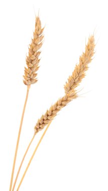 Olgun buğday başakları beyaz arkaplanda izole edilmiş.