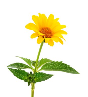Sarı çiçek Rudbeckia, (mini ayçiçeği) beyaz arka planda izole.