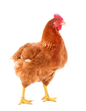 Genç kahverengi tavuk beyaz arka planda izole edildi.