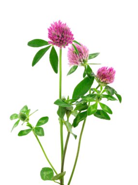 Yonca çiçeği yeşil yapraklı, beyaz arka planda izole.