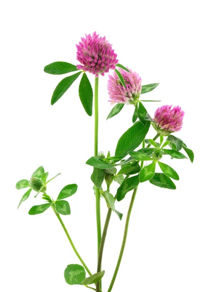 Flor Trevo Uma Haste Com Folhas Verdes Isolado Fundo Branco — Fotografia de Stock