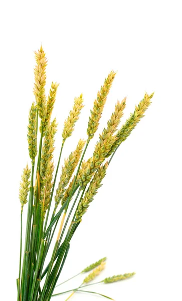 Зеленая Куча Пшеницы Изолированы Белом Фоне — стоковое фото