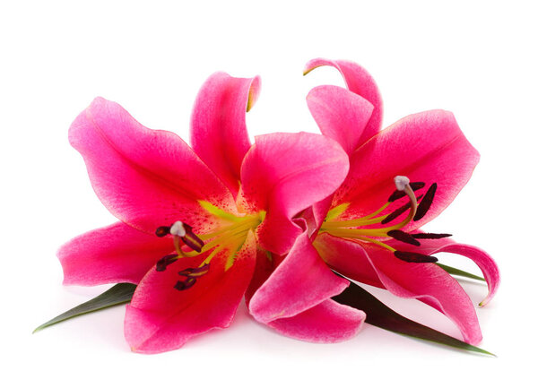 Two red lily isolated on white background.