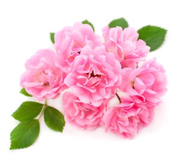 Dal üzerinde pembe güller ve beyaz arkaplanda izole edilmiş yaprak.