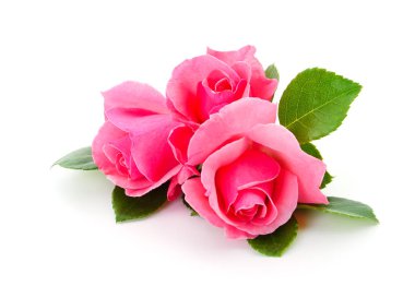 Beyaz arka planda izole edilmiş pembe gül çiçekleri..