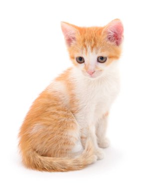 Beyaz arka planda küçük kırmızı kedi yavrusu