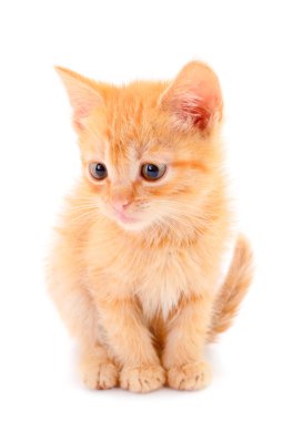 Beyaz arka planda küçük kırmızı kedi yavrusu