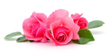 Beyaz arka planda izole edilmiş pembe gül çiçekleri..