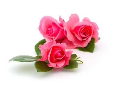 Beyaz arka planda izole edilmiş pembe gül çiçekleri..