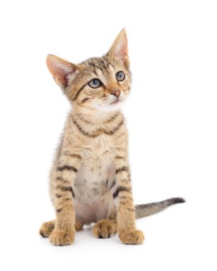 Beyaz bir arka planda küçük kahverengi yavru kedi.
