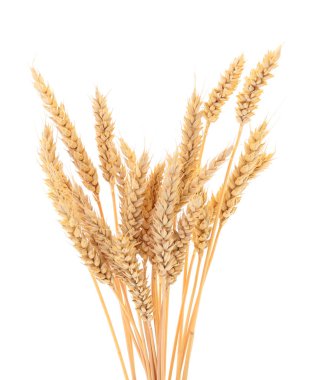 Olgun buğday başakları beyaz arkaplanda izole edilmiş.
