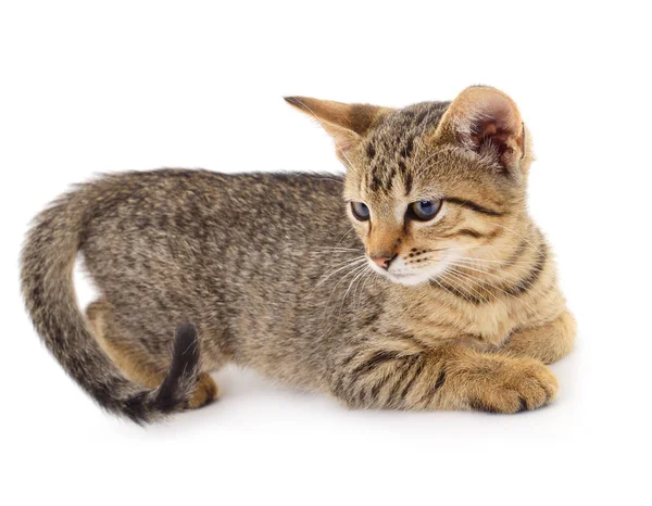 Small Brown Kitten White Background — Stock Photo, Image