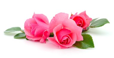 Beyaz arka planda izole edilmiş pembe gül çiçekleri..
