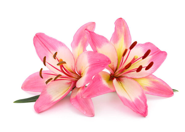 Two pink lily isolated on white background